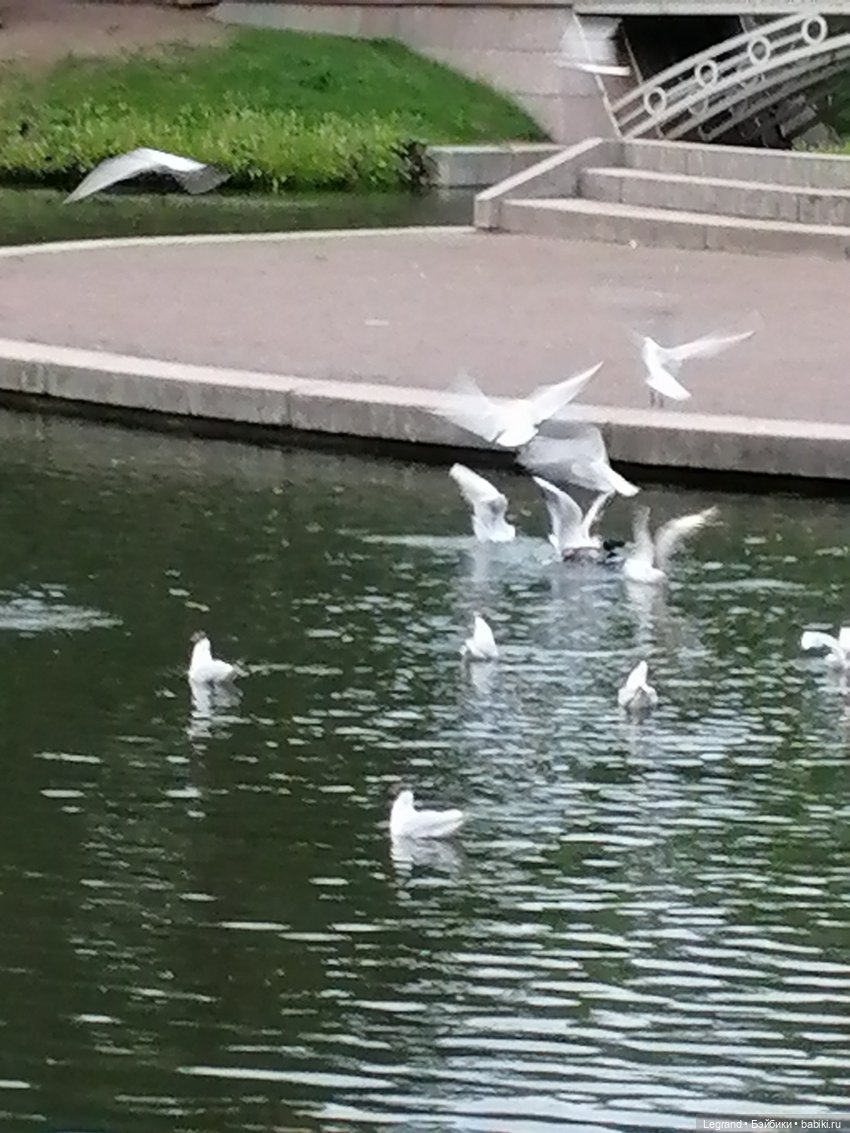 Санкт-Петербург: Таврический сад - пруд, утки, чайки