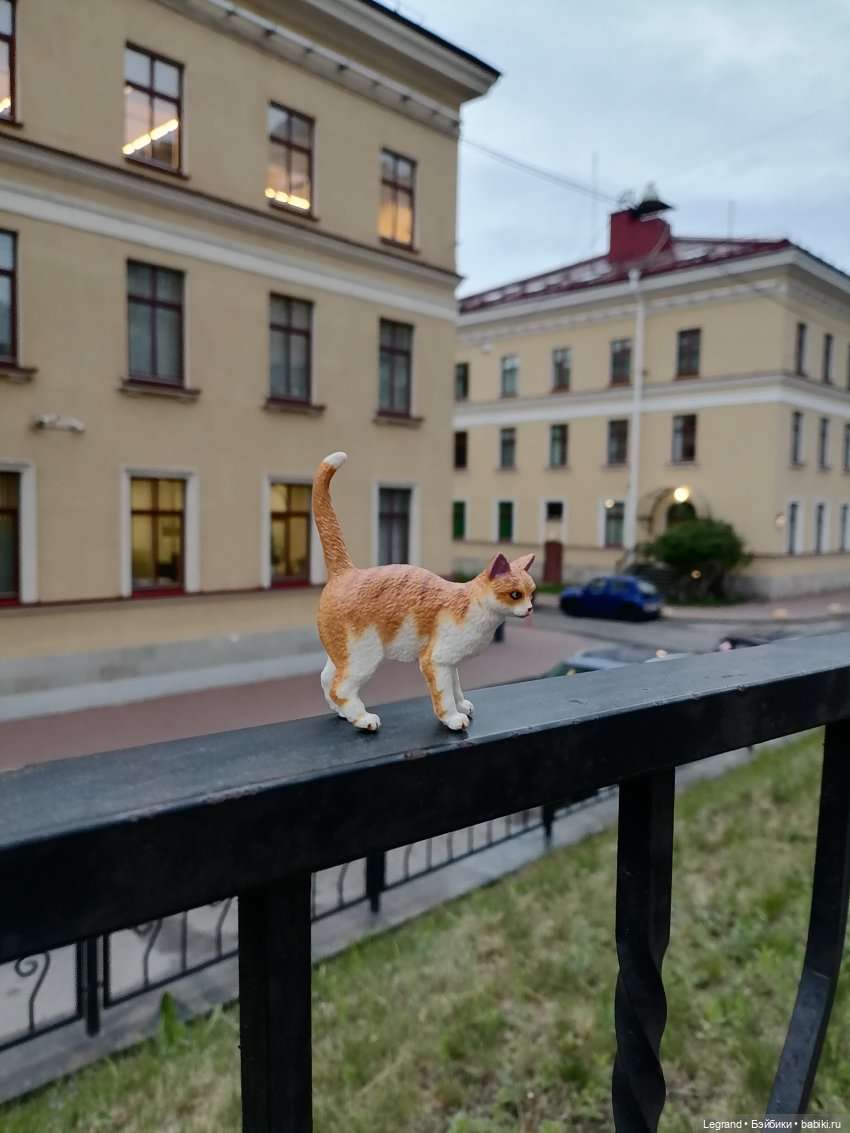 Лурения - Петербург: новый кот на прогулке в Парадном