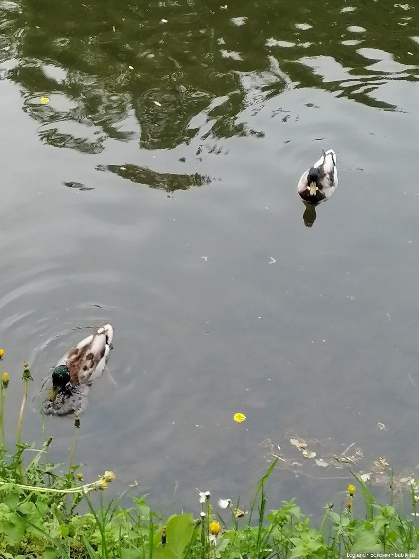 Санкт-Петербург: Таврический сад - пруд, утки, чайки (фото 8)