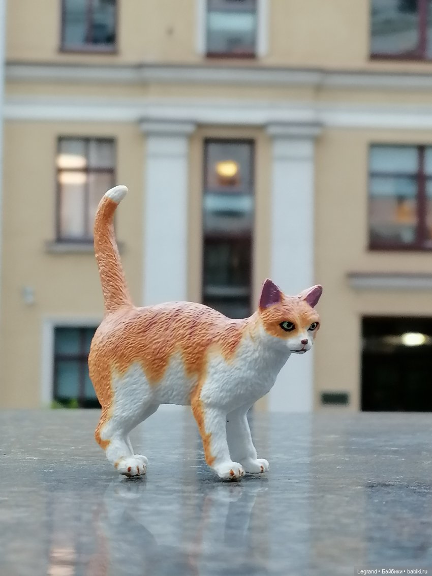 Лурения - Петербург: новый кот на прогулке в Парадном (фото 5)