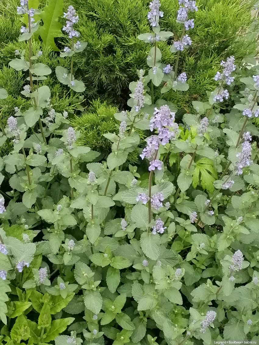 Санкт-Петербург: Таврический сад - пруд, утки, чайки