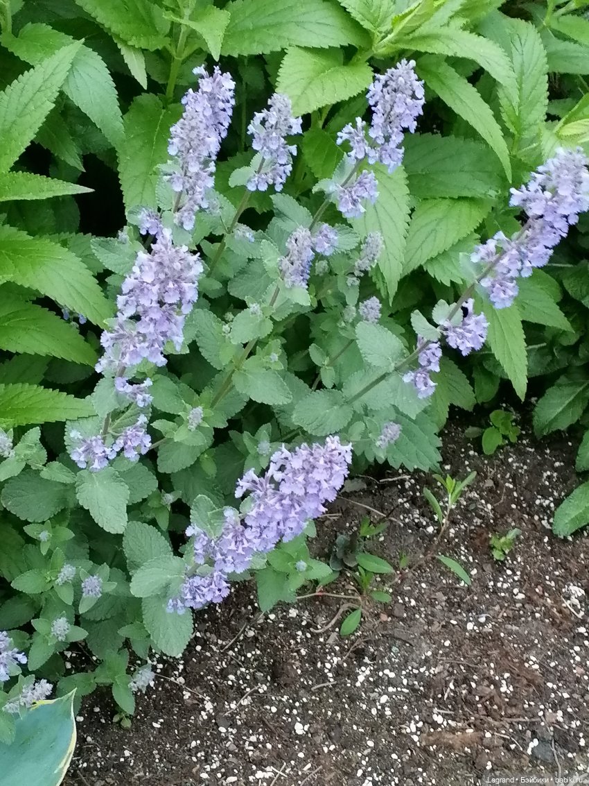 Санкт-Петербург: Таврический сад - пруд, утки, чайки