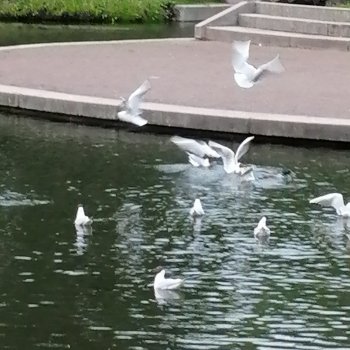 Санкт-Петербург: Таврический сад - пруд, утки, чайки