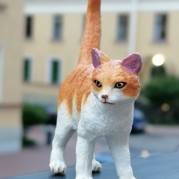 Лурения - Петербург: новый кот на прогулке в Парадном