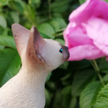 Санкт-Петербург: прогулка с Сюмбюлем