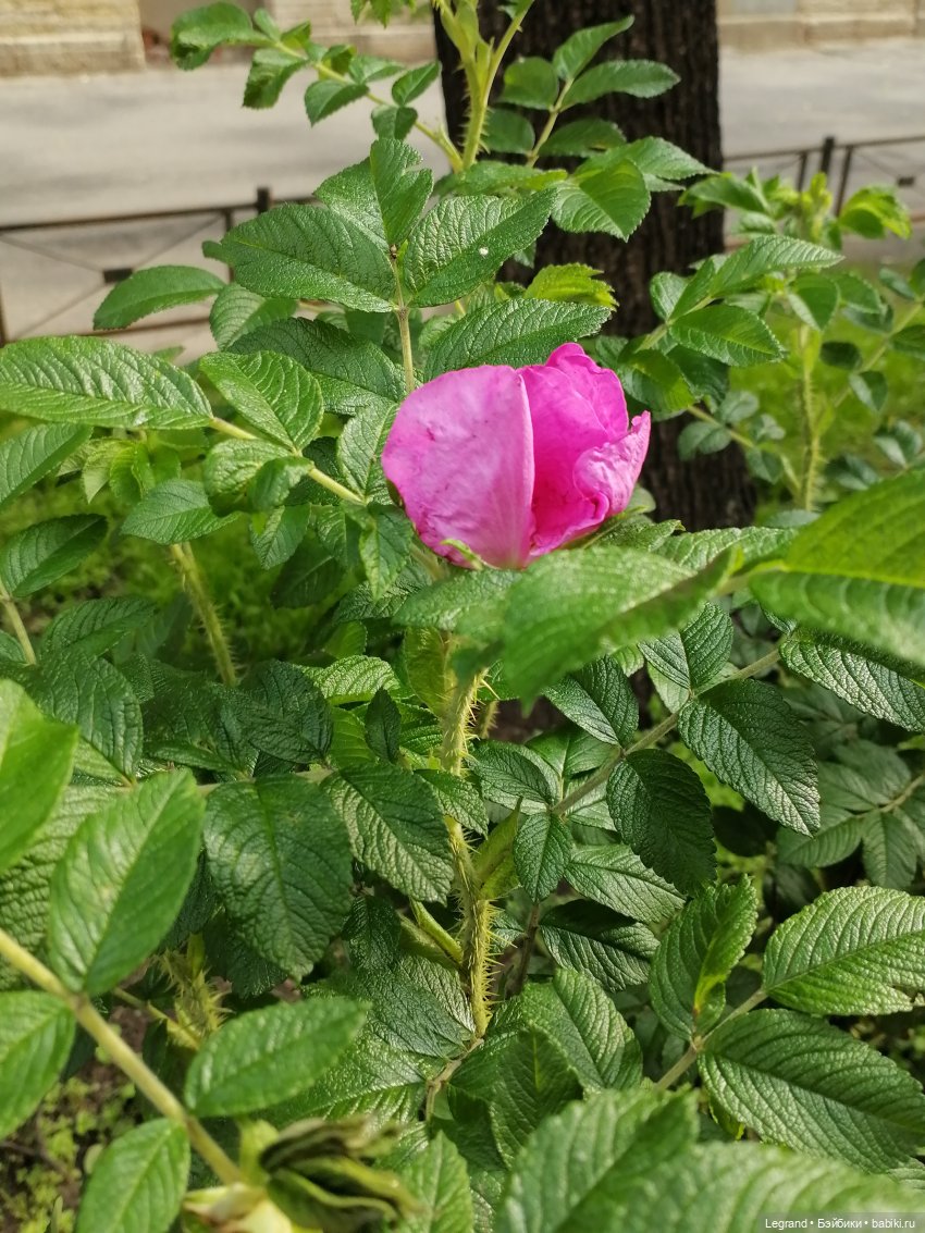 Санкт-Петербург: Кира и Аланья на ул. Восстания