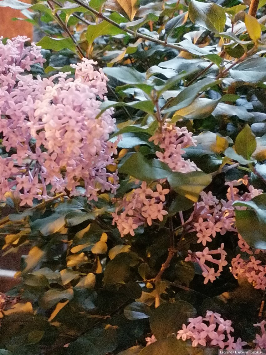 Из жизни моих мишек: вечерняя прогулка Мишеля