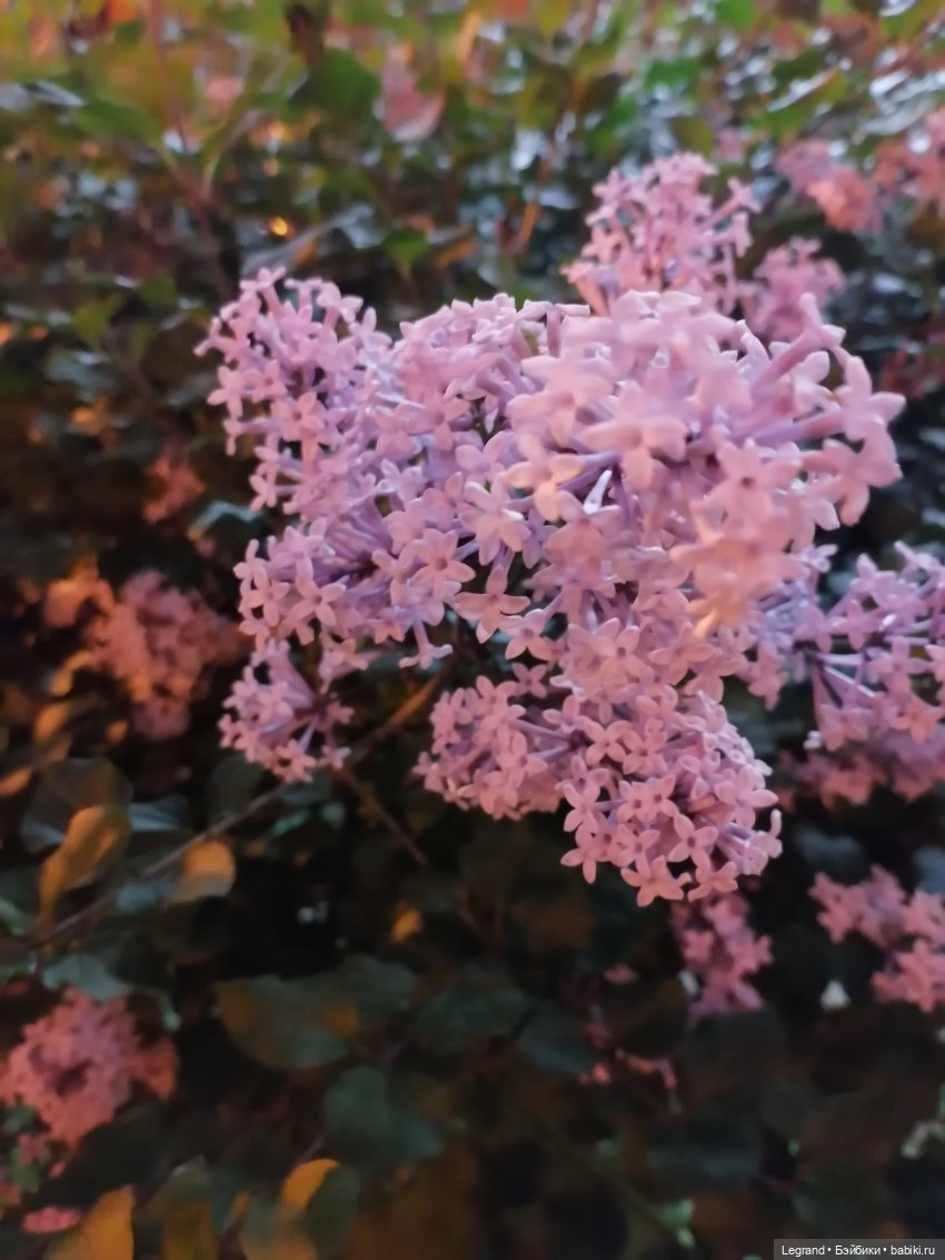 Из жизни моих мишек: вечерняя прогулка Мишеля