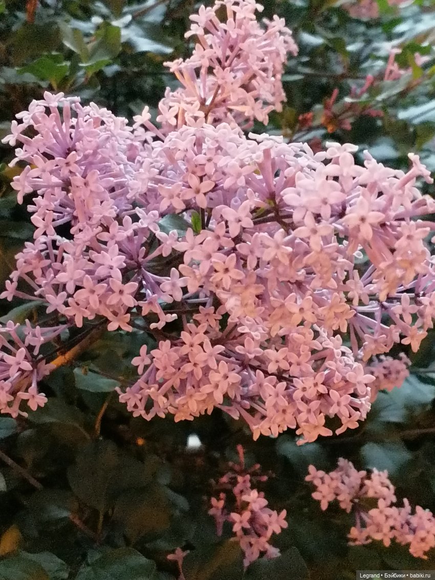 Из жизни моих мишек: вечерняя прогулка Мишеля