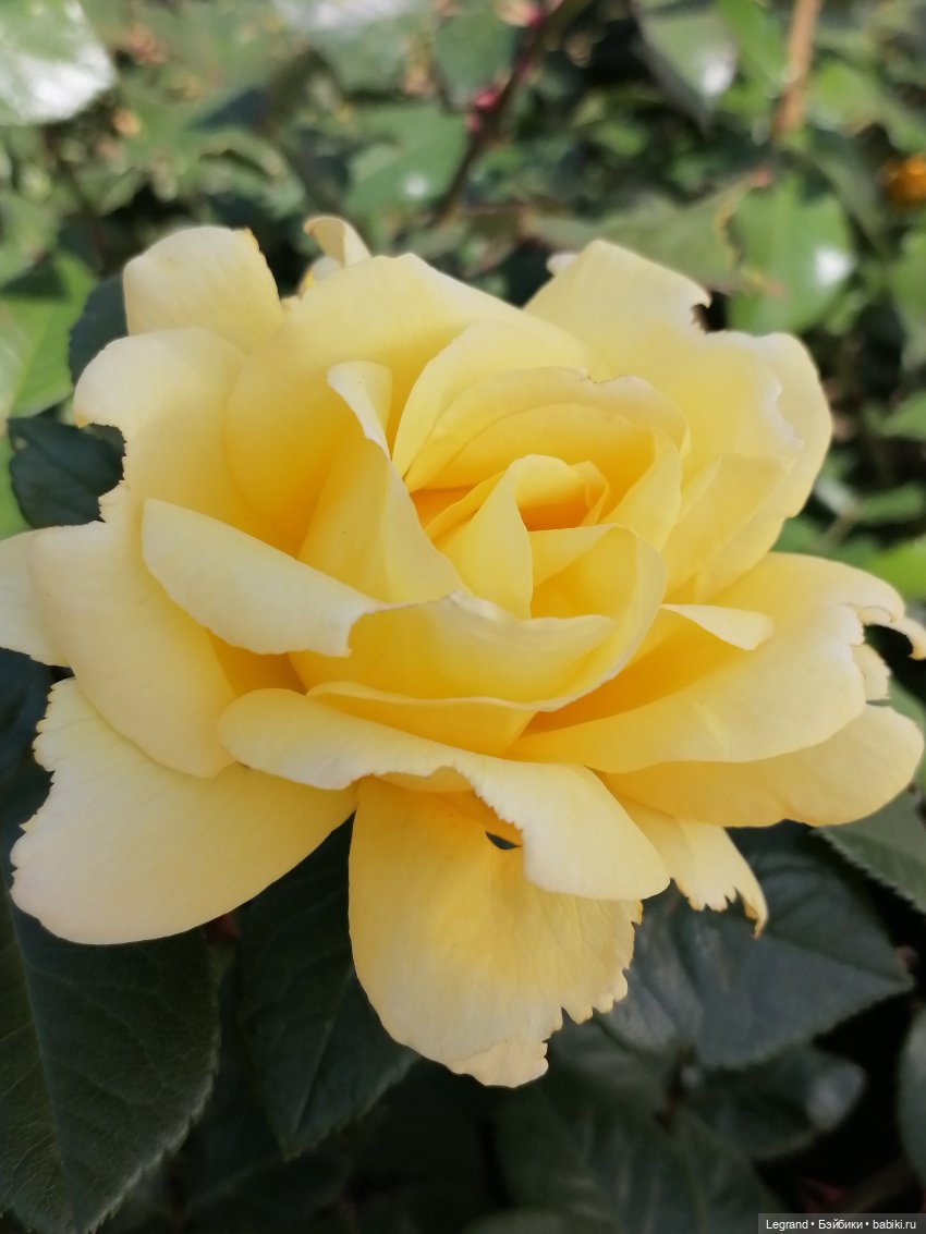 Санкт-Петербург: Берен и Айсель на прогулке - розы