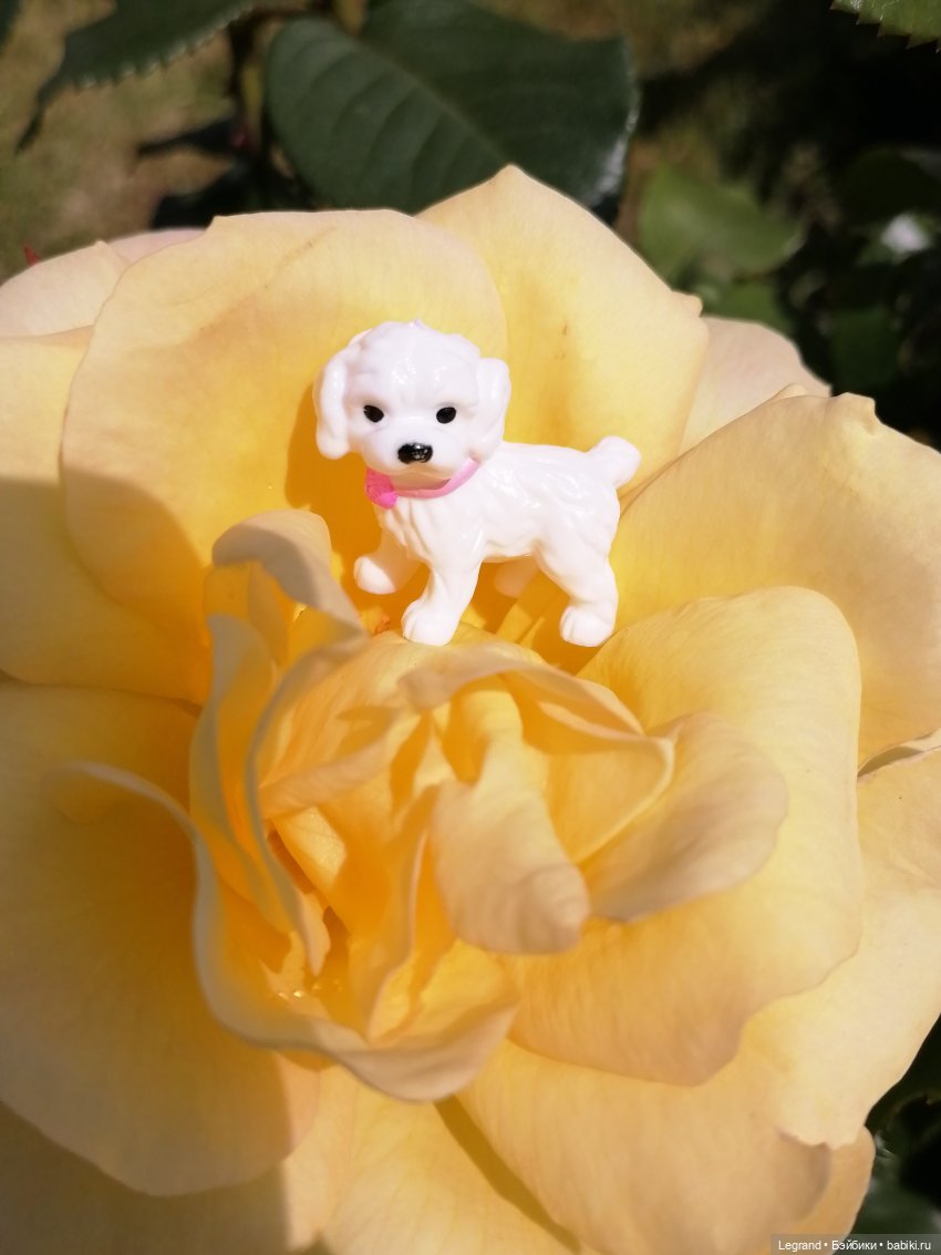 Санкт-Петербург: Берен и Айсель на прогулке - розы