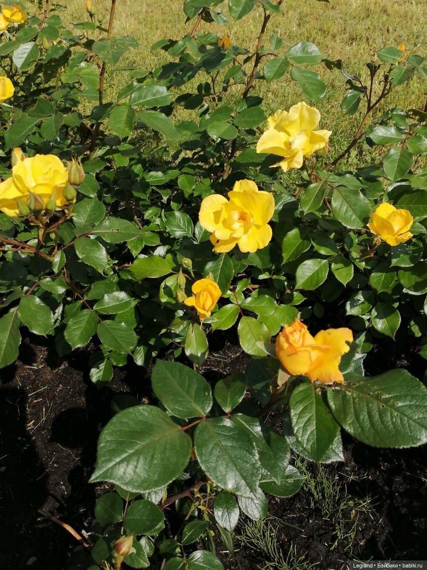 Санкт-Петербург: Берен и Айсель на прогулке - розы