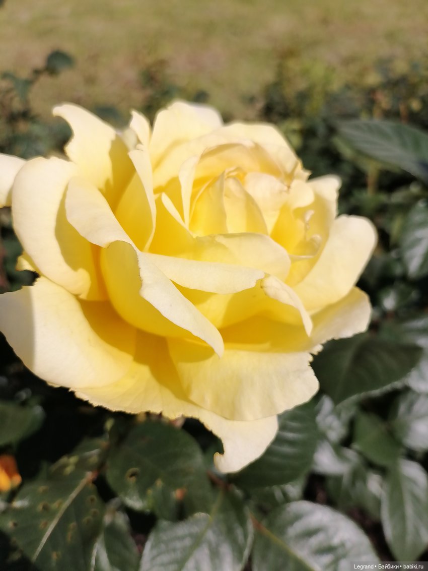 Санкт-Петербург: Берен и Айсель на прогулке - розы (фото 8)