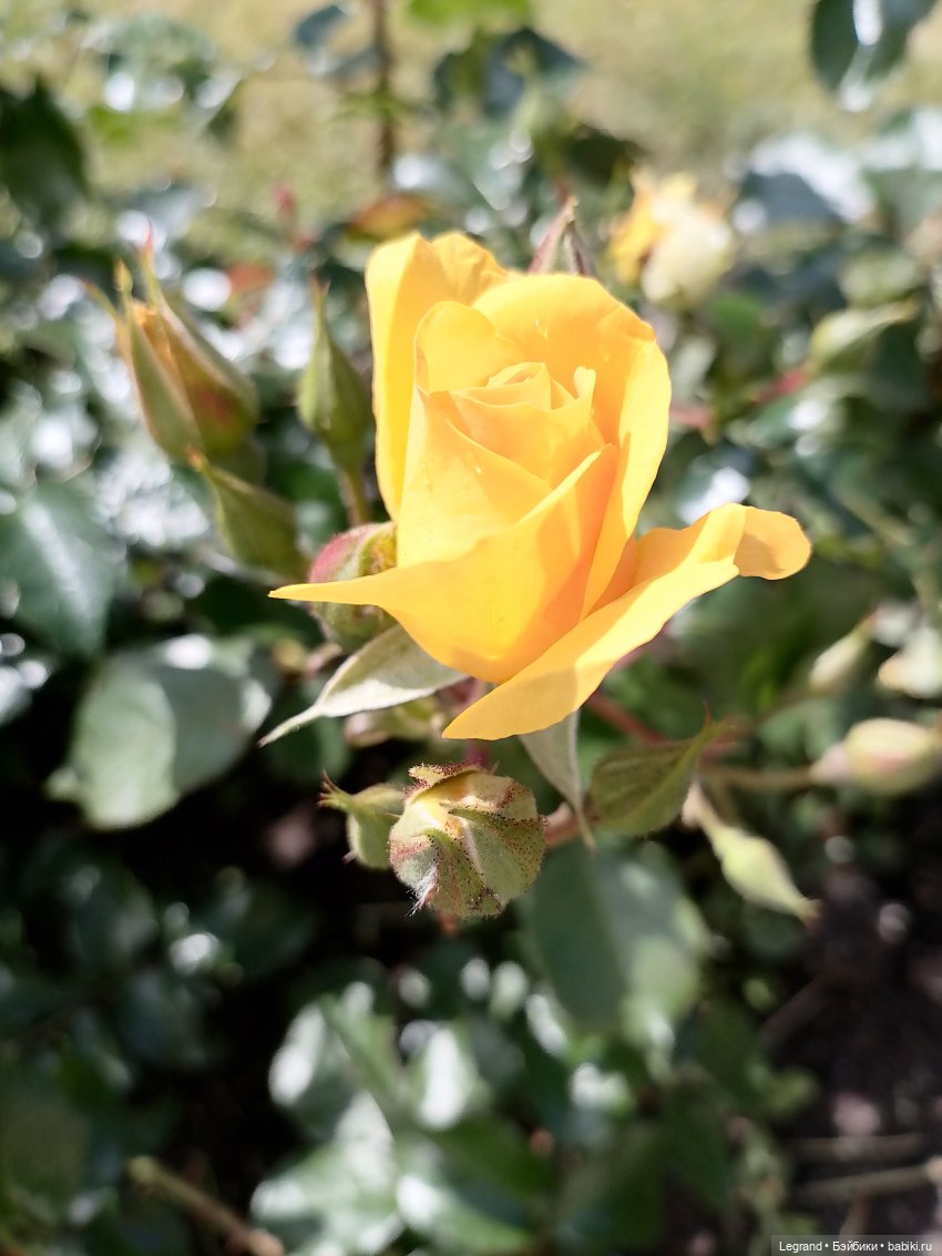 Санкт-Петербург: Берен и Айсель на прогулке - розы