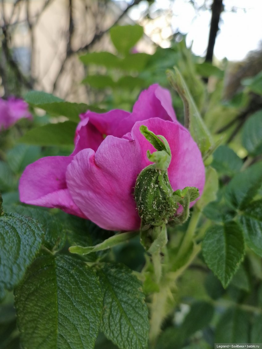 Санкт-Петербург: городские цветы и розовые фламинго - часть вторая