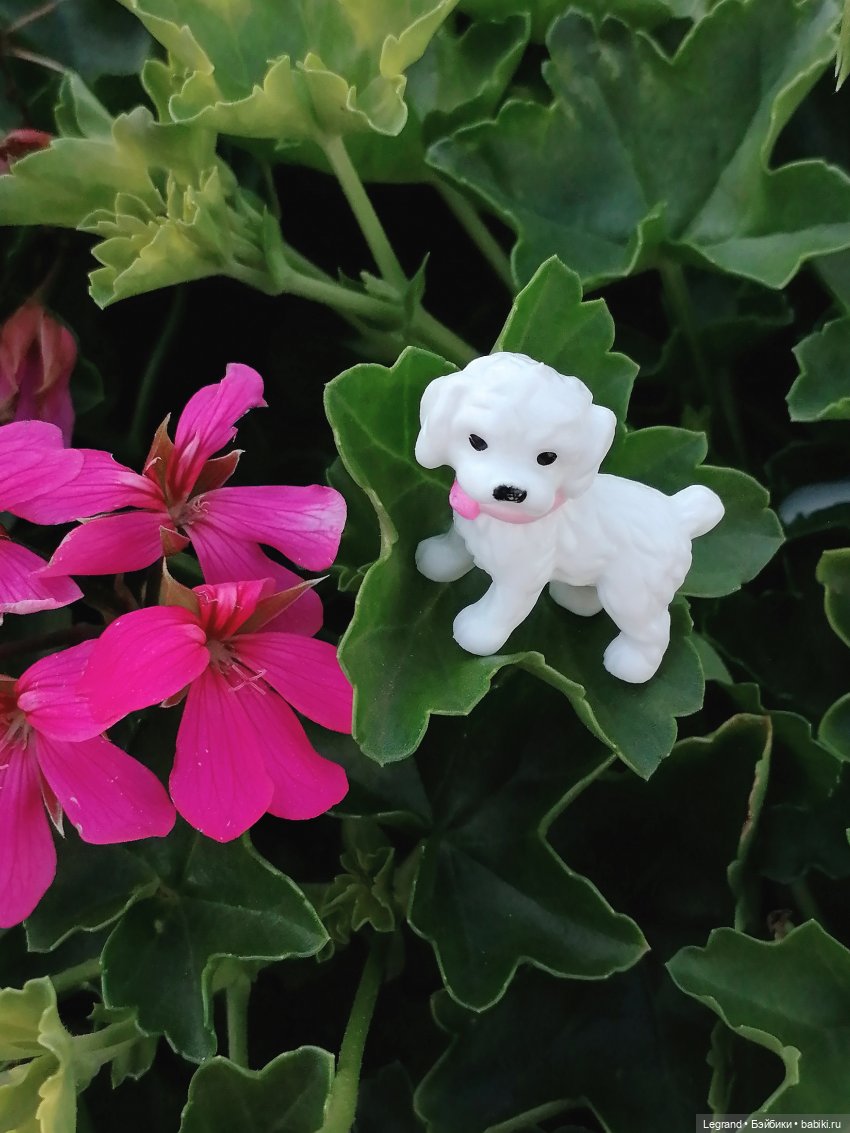 Санкт-Петербург: Берен и Айсель на прогулке - розы