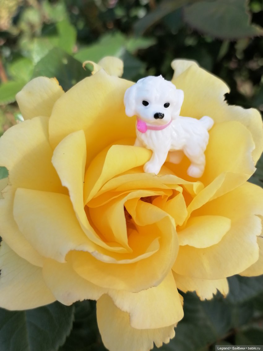 Санкт-Петербург: Берен и Айсель на прогулке - розы