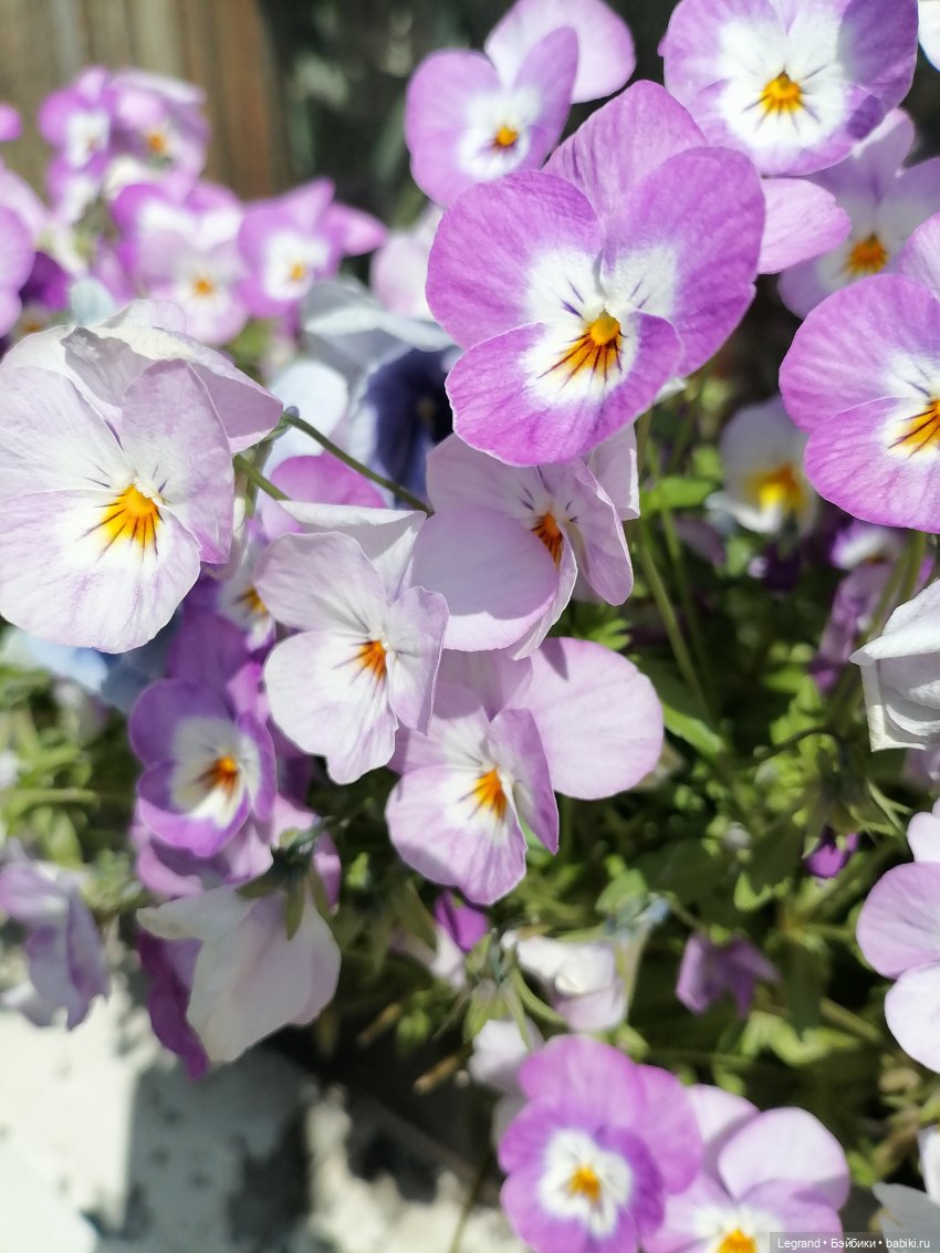 Санкт-Петербург: Берен и Айсель на прогулке - розы