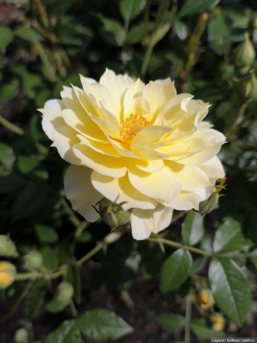 Санкт-Петербург: Берен и Айсель на прогулке - розы