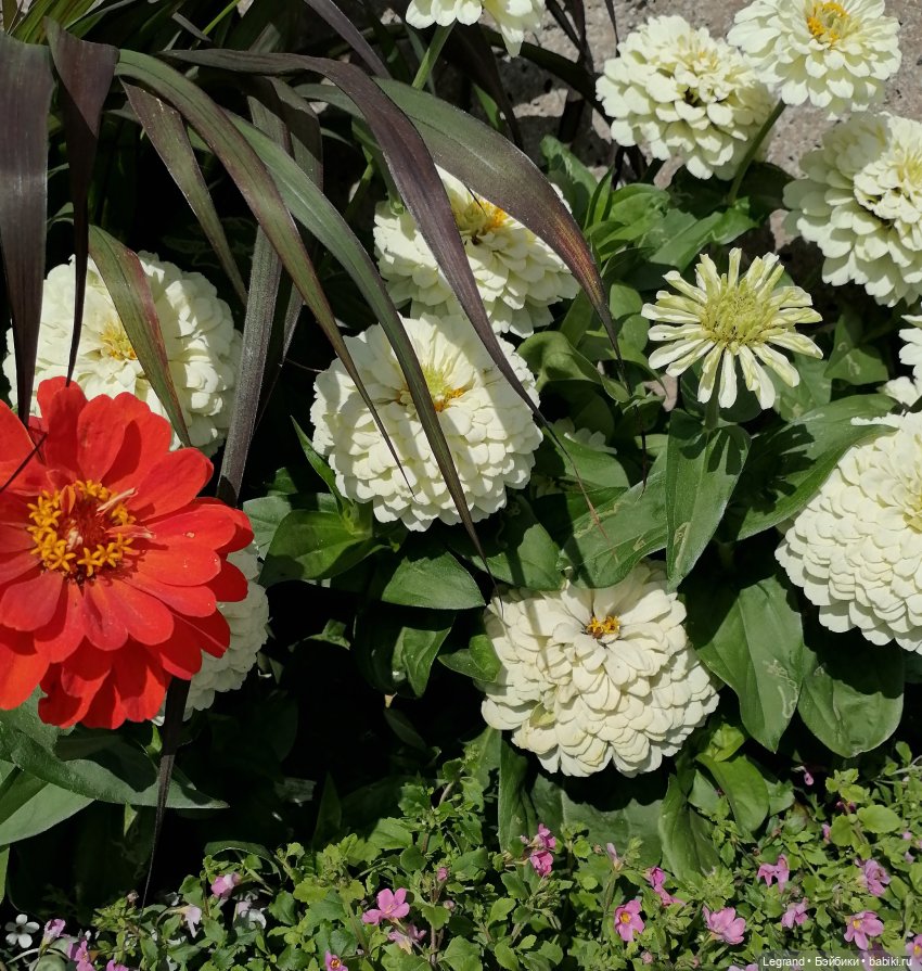 Санкт-Петербург: Берен у фонтана возле музея "Мир воды" (фото 3)