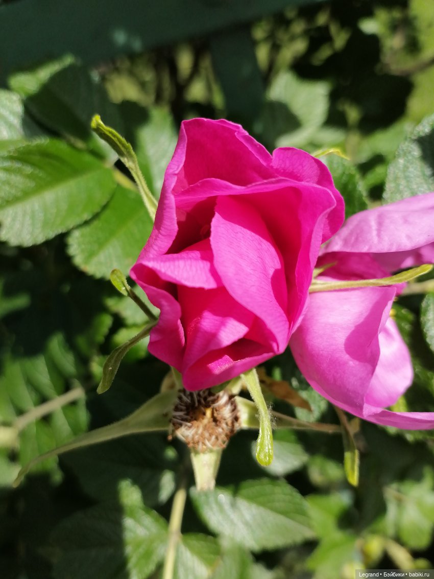 Санкт-Петербург: городские цветы и розовые фламинго - часть вторая