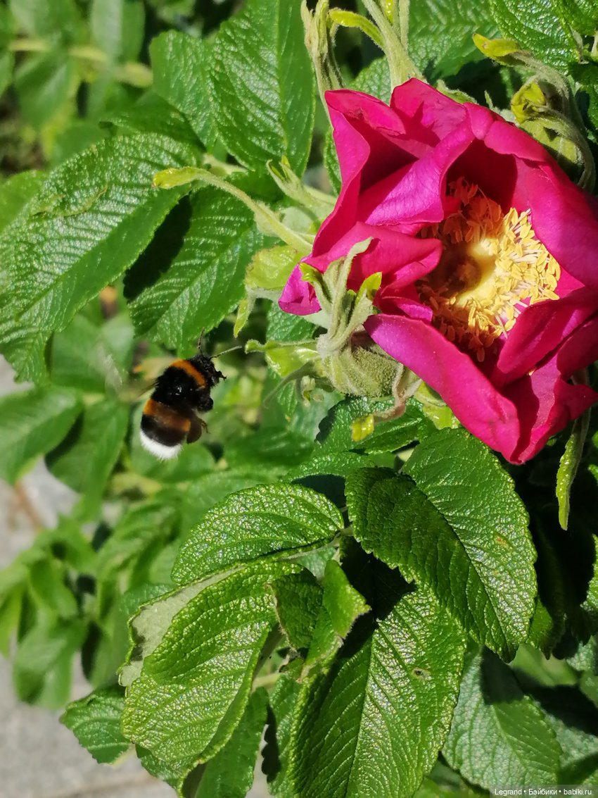 Санкт-Петербург: Берен и Айсель на прогулке - розы