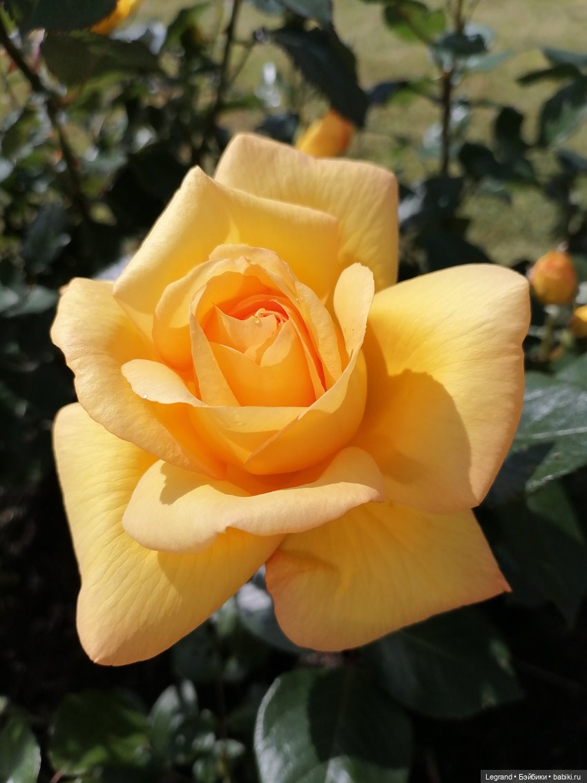 Санкт-Петербург: Берен и Айсель на прогулке - розы