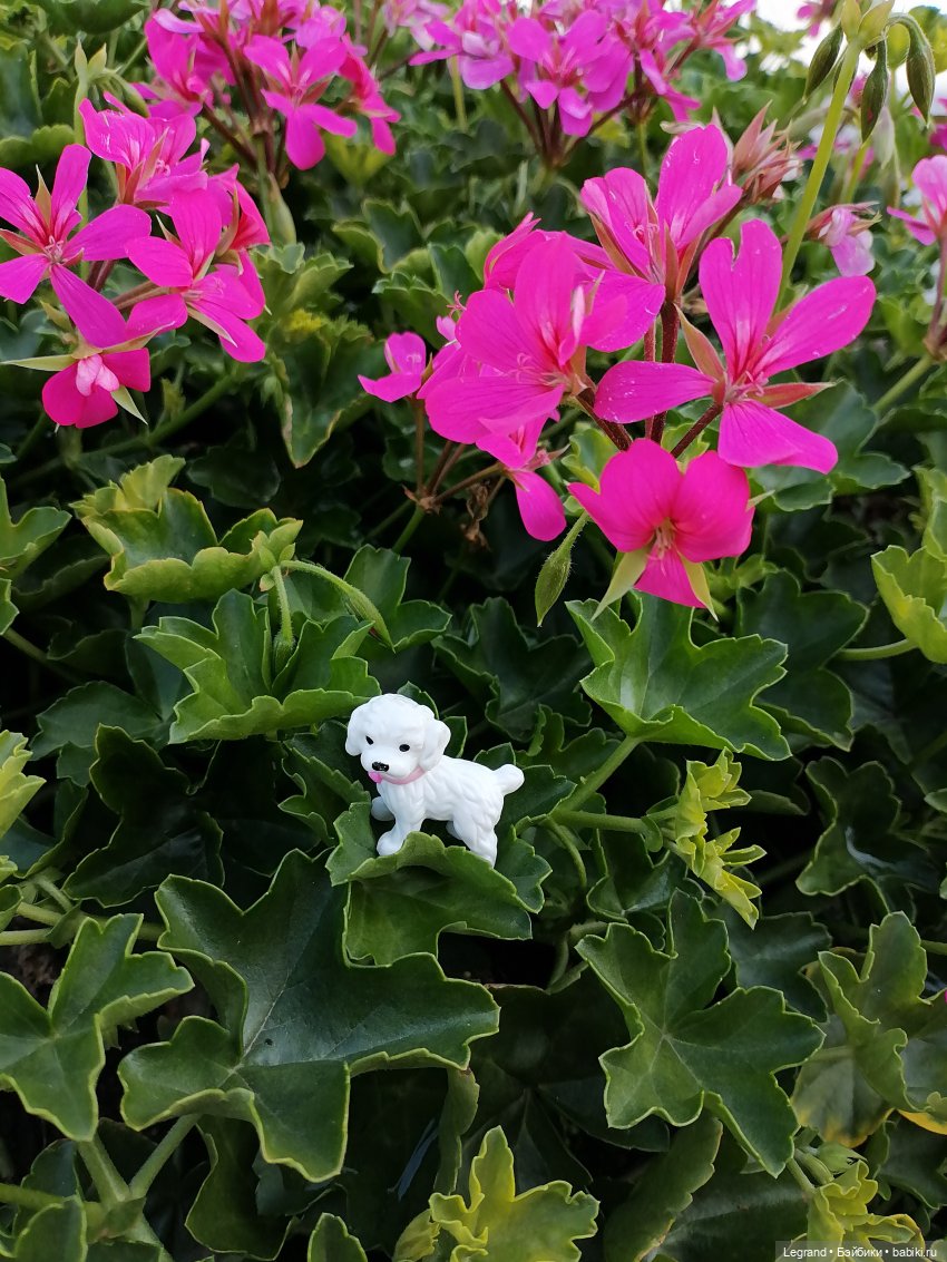 Санкт-Петербург: Берен и Айсель на прогулке - розы