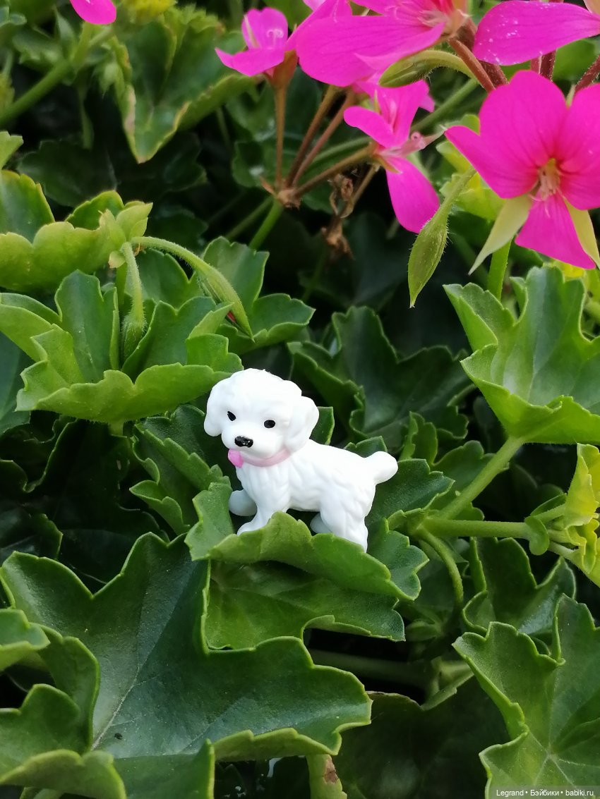 Санкт-Петербург: Берен и Айсель на прогулке - розы