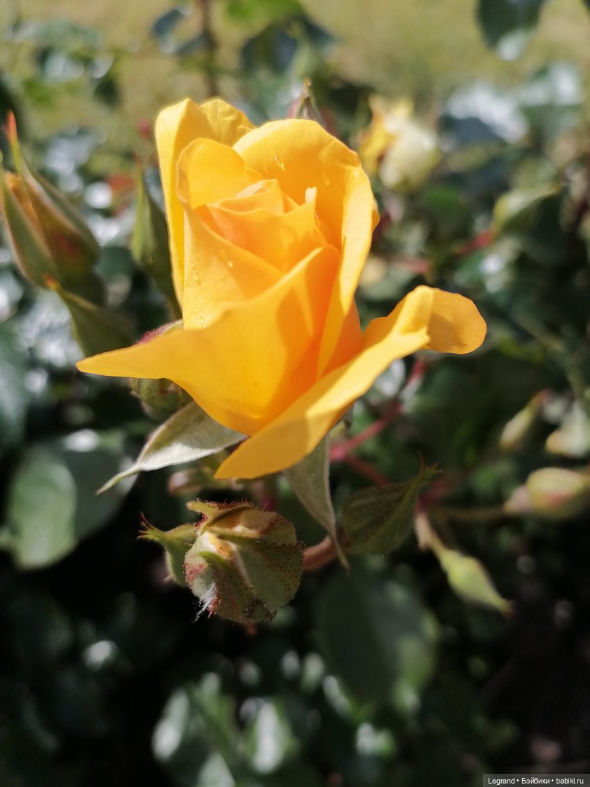 Санкт-Петербург: Берен и Айсель на прогулке - розы