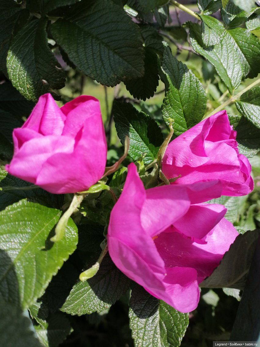 Санкт-Петербург: городские цветы и розовые фламинго - часть вторая