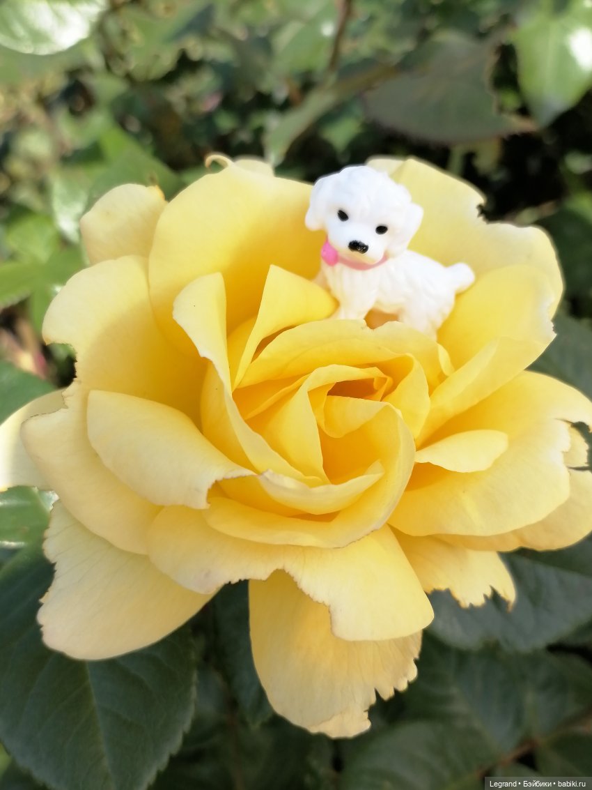 Санкт-Петербург: Берен и Айсель на прогулке - розы