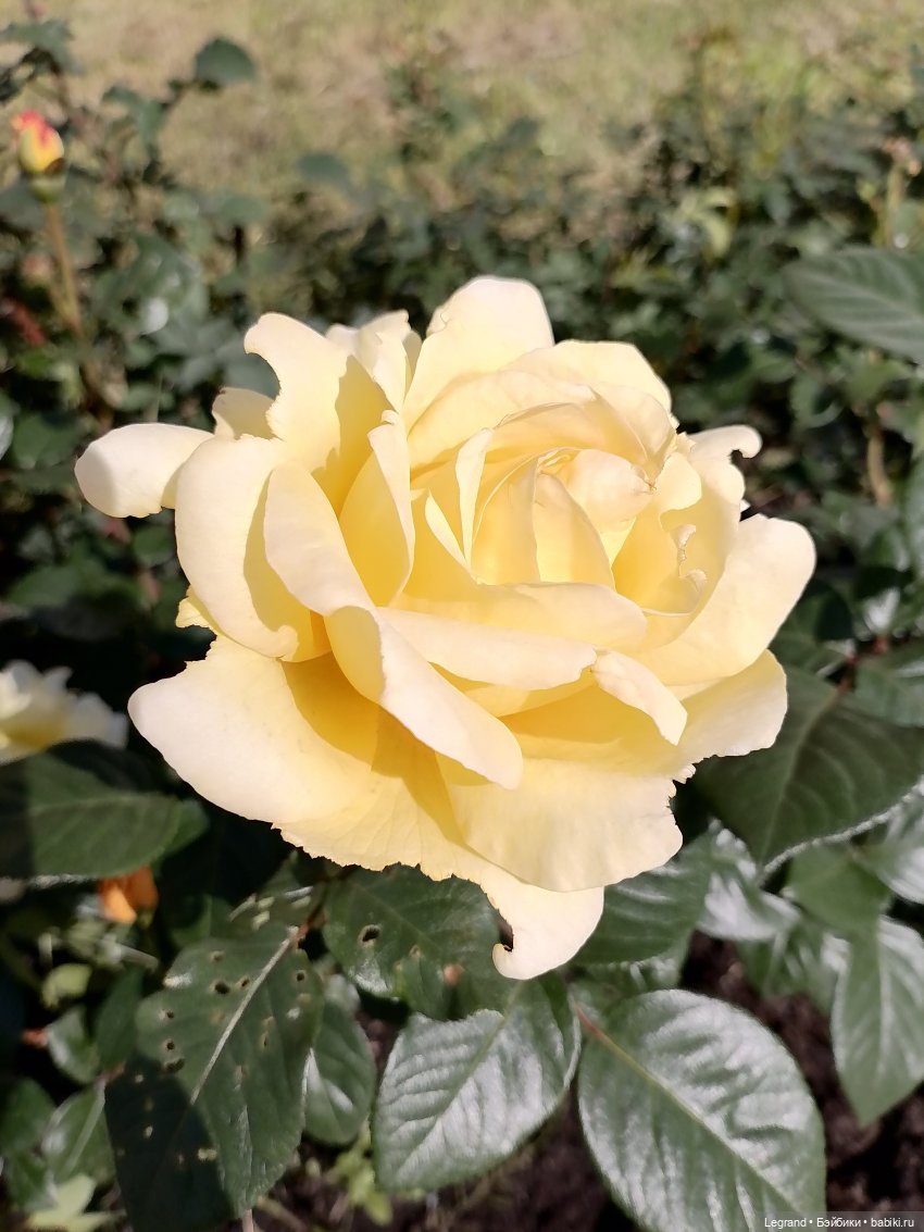 Санкт-Петербург: Берен и Айсель на прогулке - розы (фото 7)