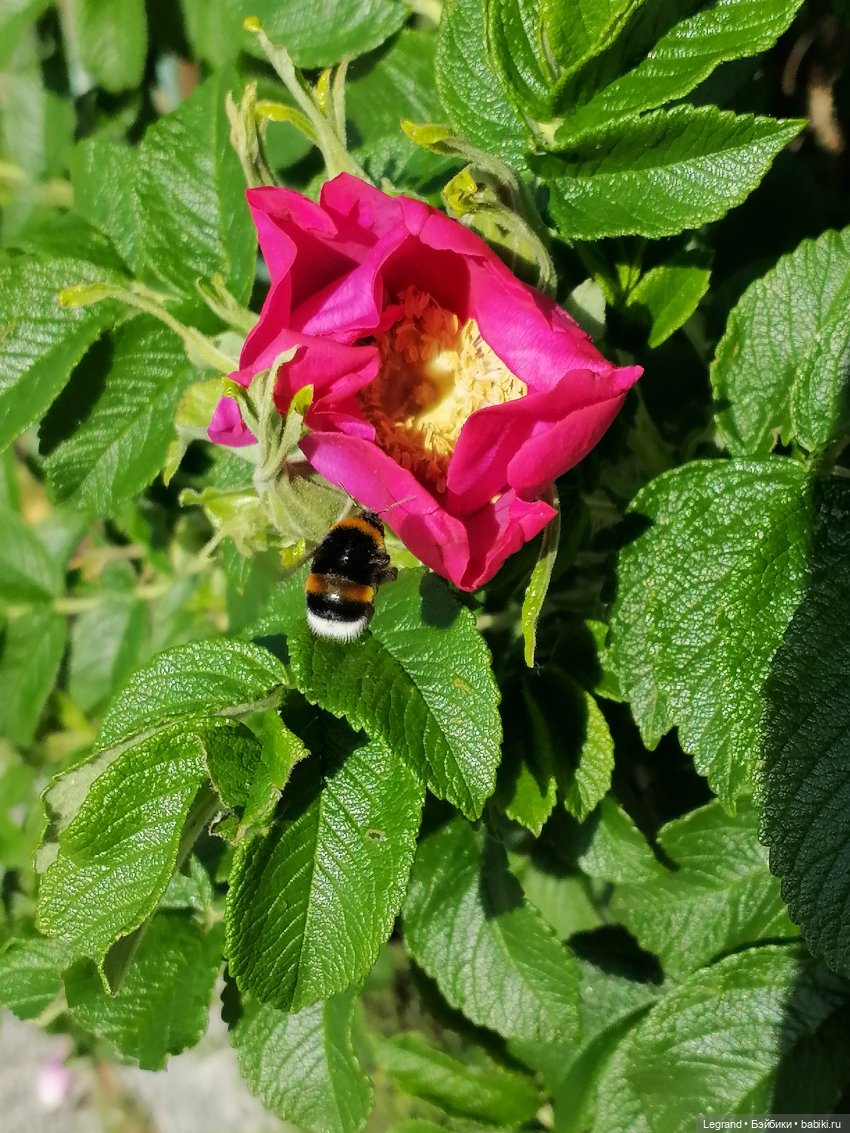 Санкт-Петербург: Берен и Айсель на прогулке - розы