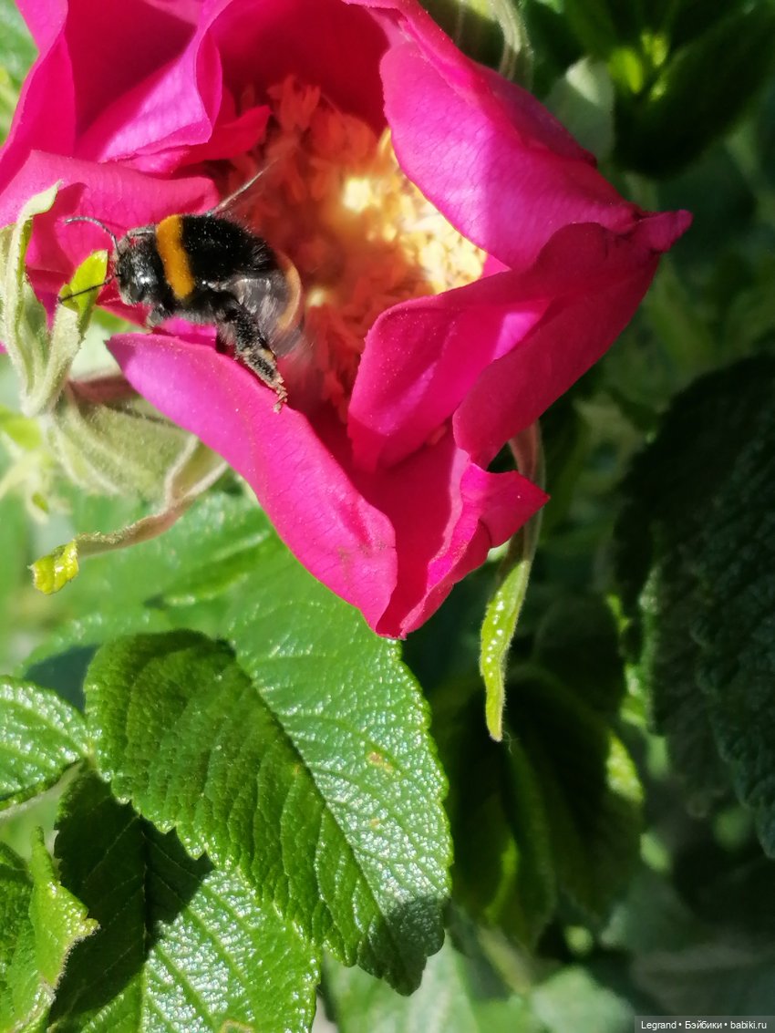 Санкт-Петербург: Берен и Айсель на прогулке - розы