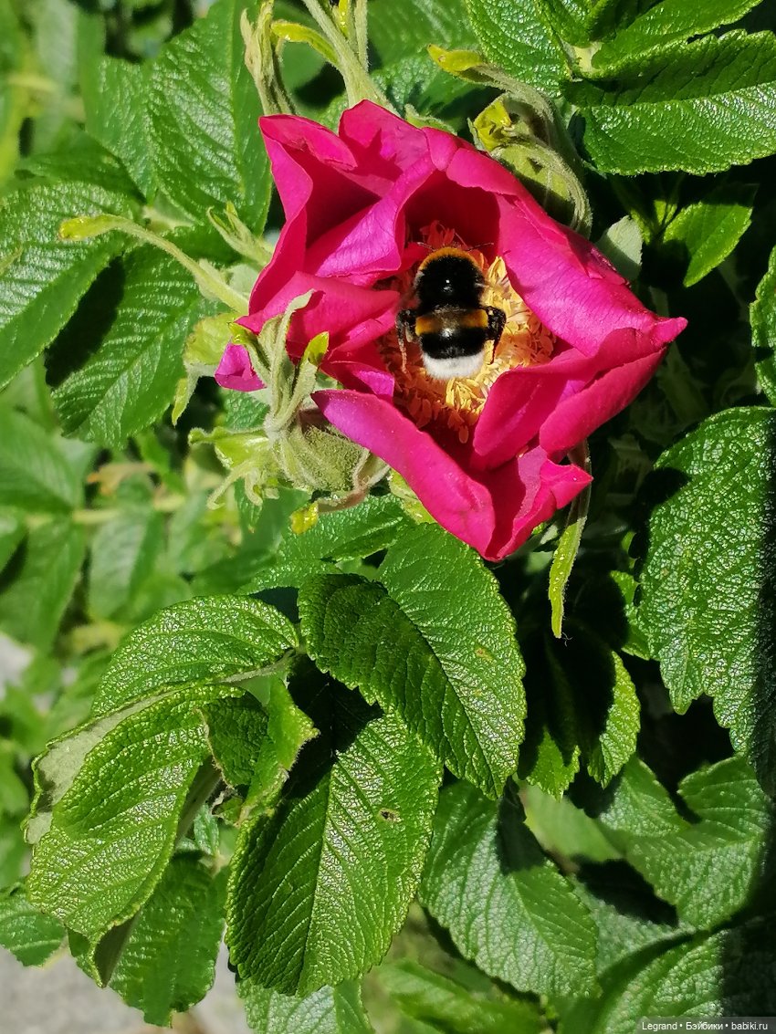Санкт-Петербург: Берен и Айсель на прогулке - розы