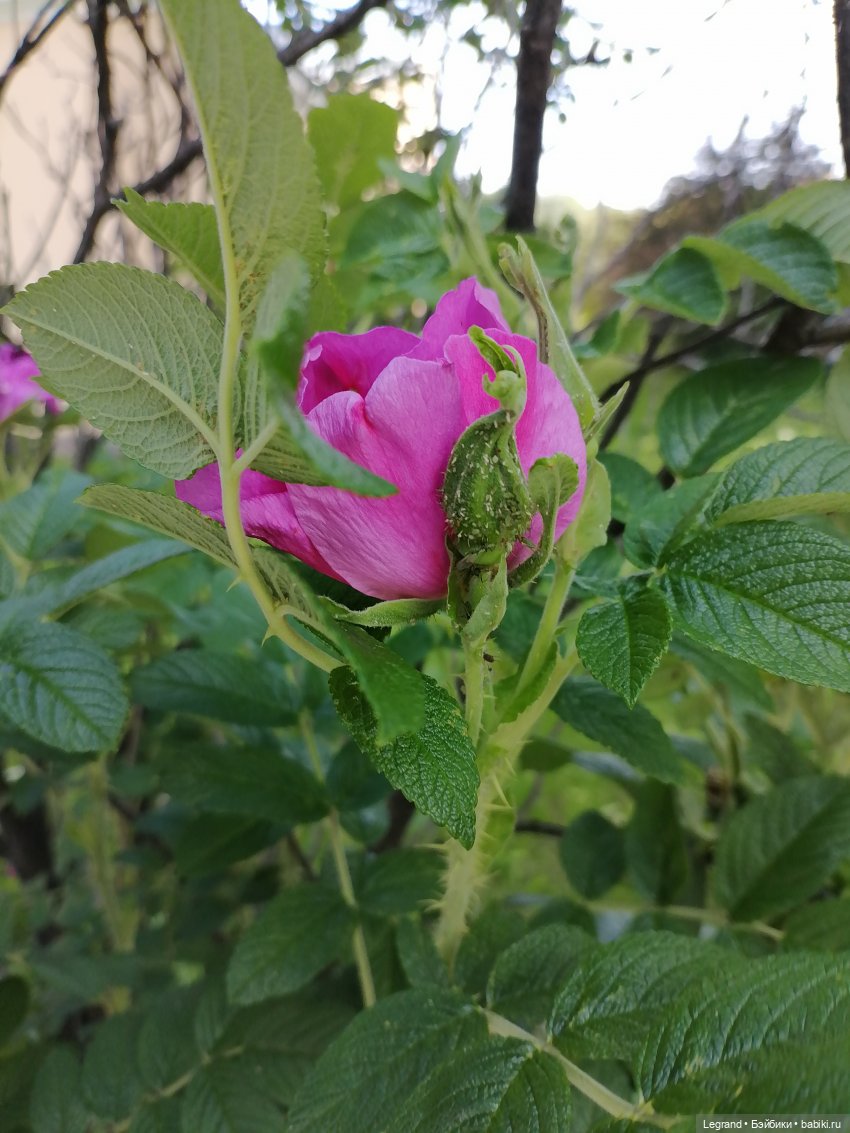 Санкт-Петербург: городские цветы и розовые фламинго - часть вторая