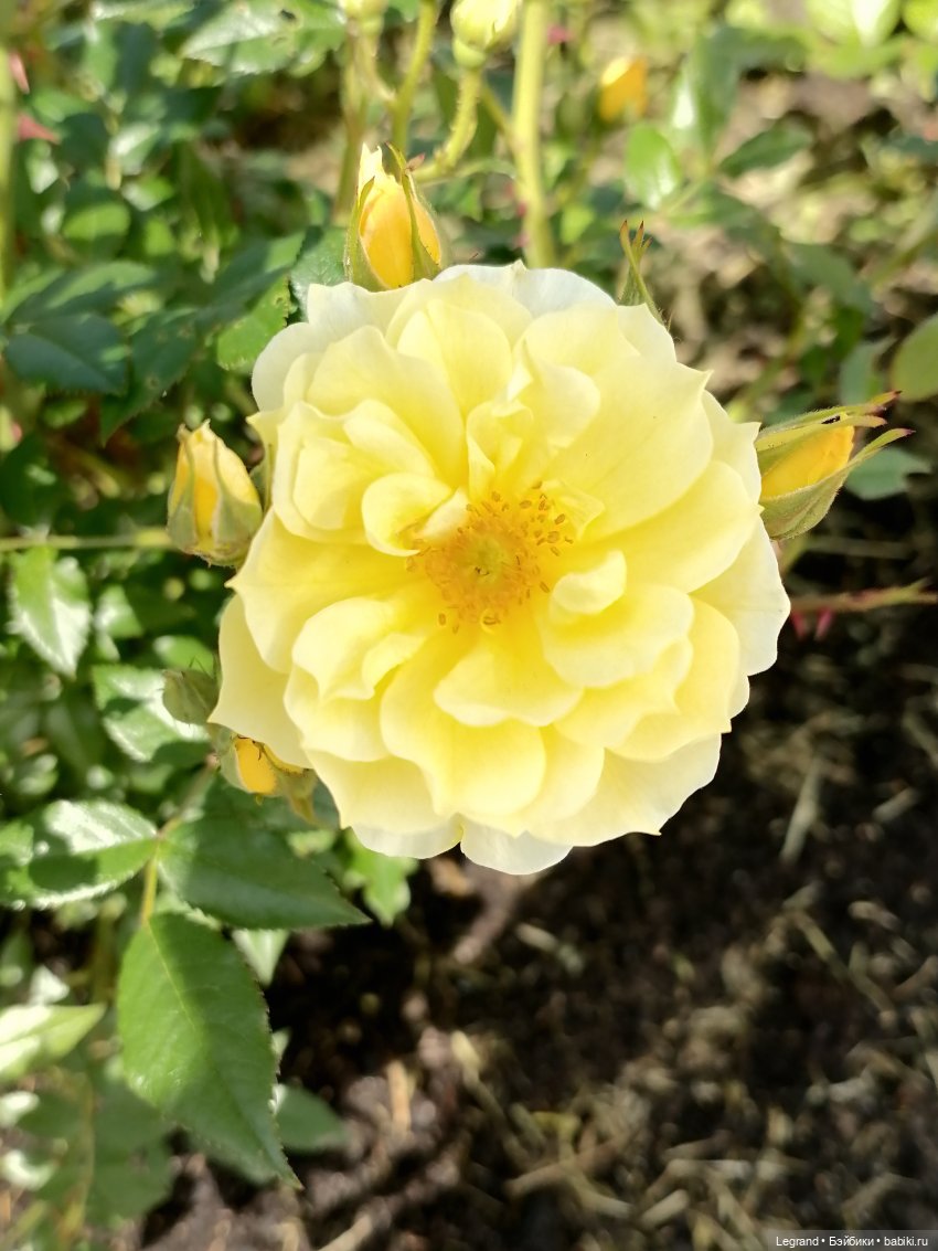 Санкт-Петербург: Берен и Айсель на прогулке - розы