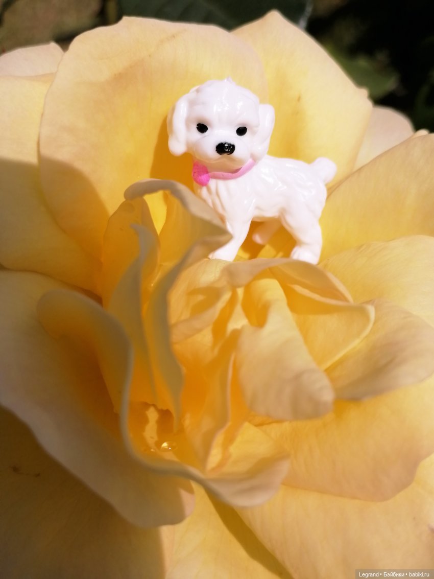 Санкт-Петербург: Берен и Айсель на прогулке - розы