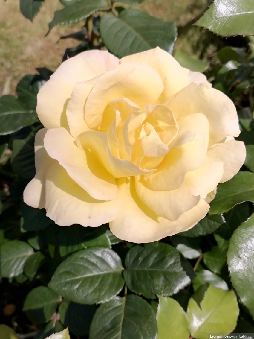 Санкт-Петербург: Берен и Айсель на прогулке - розы