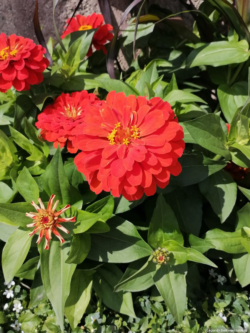 Санкт-Петербург: Берен у фонтана возле музея "Мир воды" (фото 2)