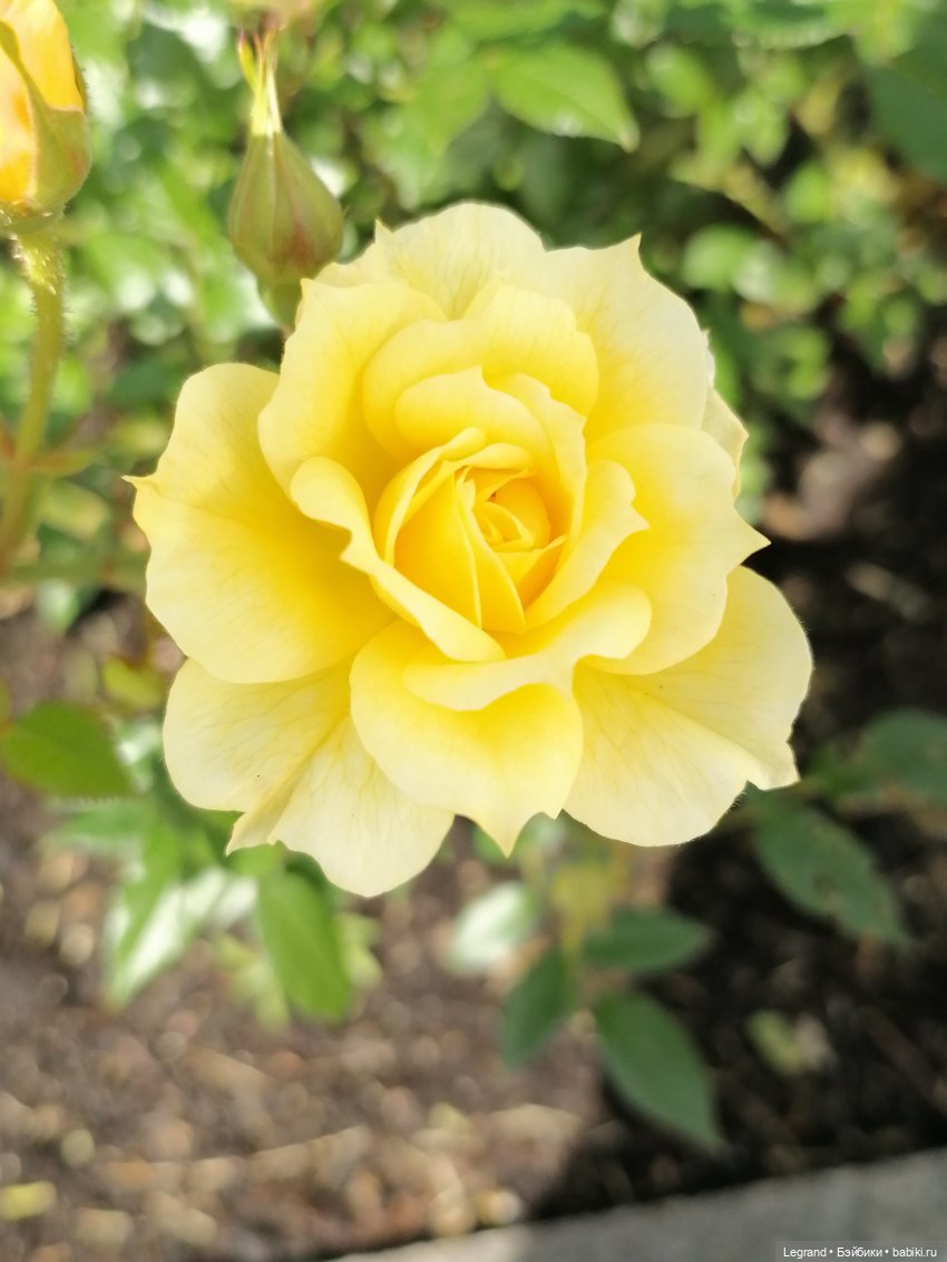 Санкт-Петербург: Берен и Айсель на прогулке - розы