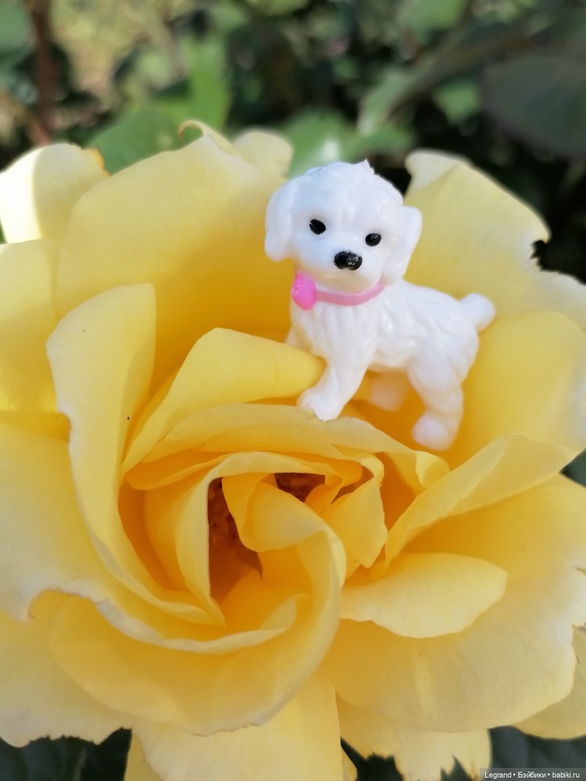 Санкт-Петербург: Берен и Айсель на прогулке - розы