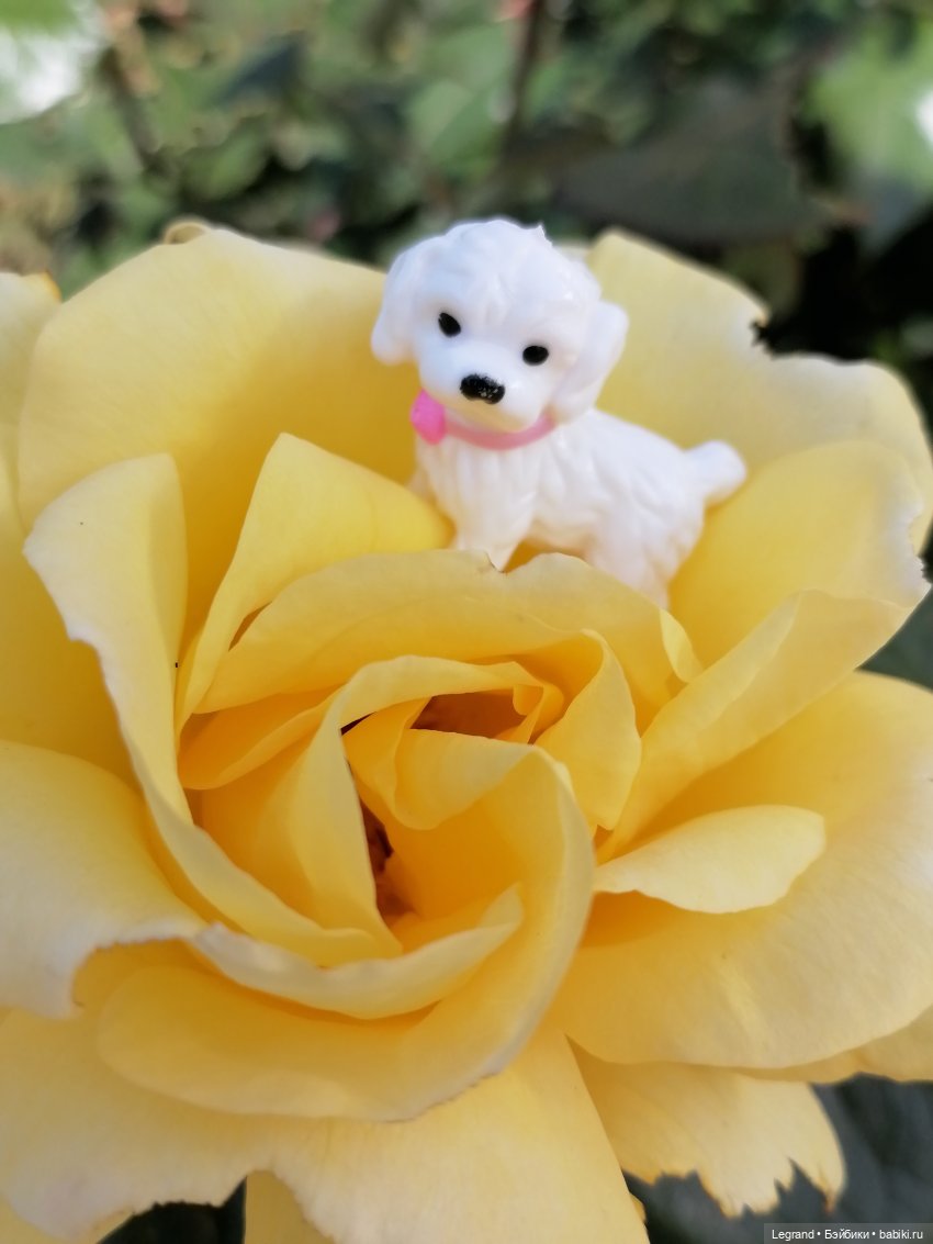 Санкт-Петербург: Берен и Айсель на прогулке - розы