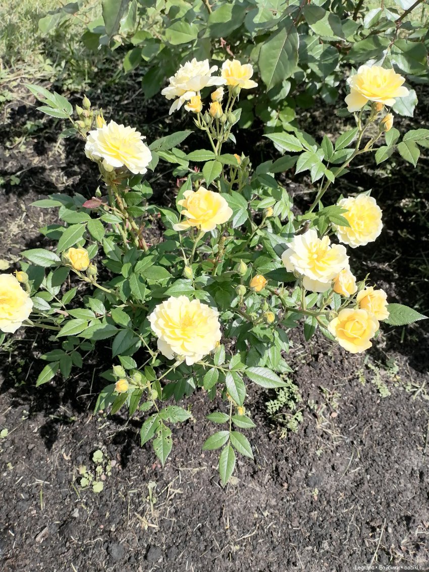 Санкт-Петербург: Берен и Айсель на прогулке - розы