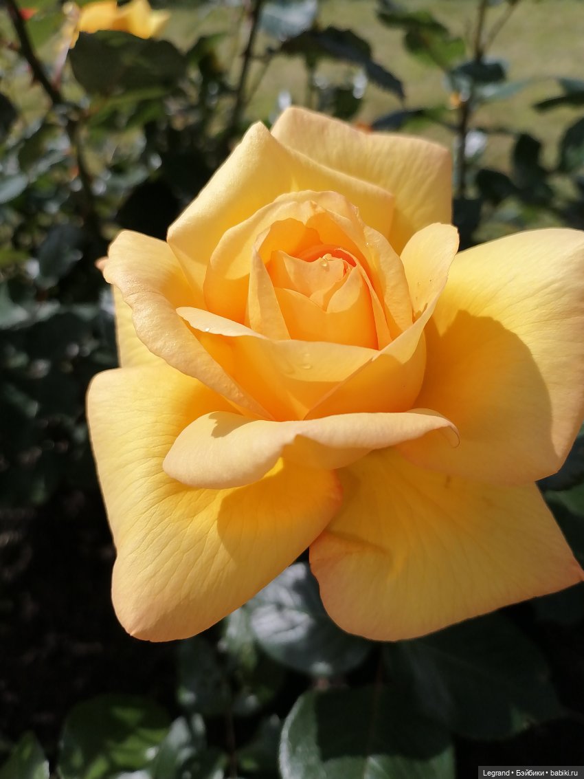 Санкт-Петербург: Берен и Айсель на прогулке - розы