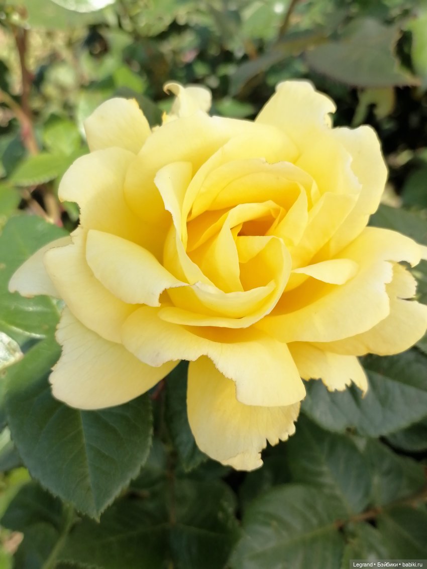 Санкт-Петербург: Берен и Айсель на прогулке - розы