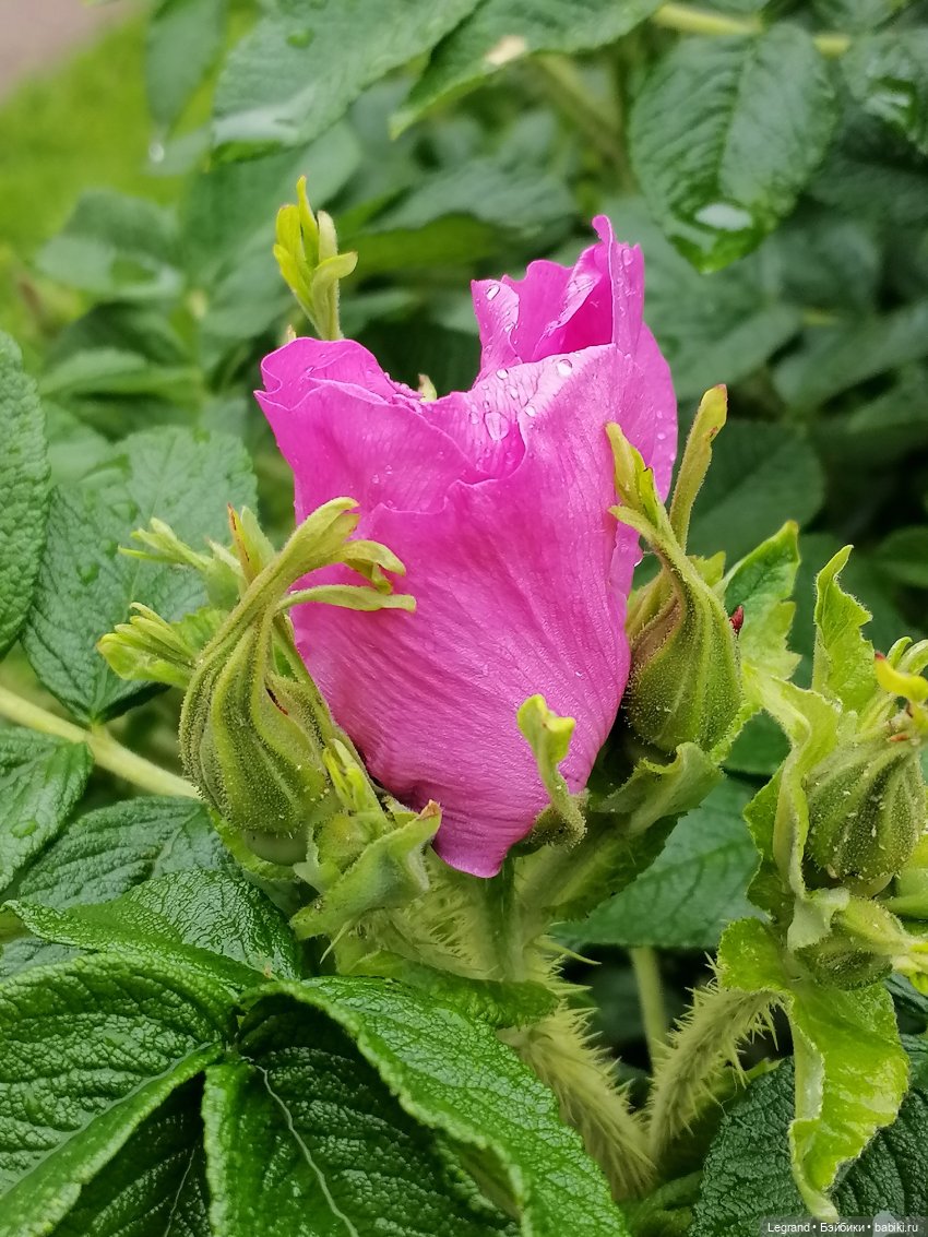 Санкт-Петербург: городские цветы и розовые фламинго - часть первая