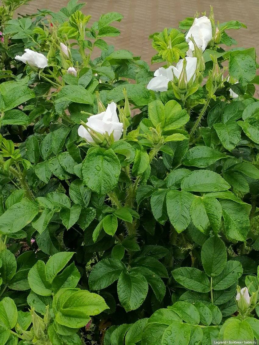 Санкт-Петербург: городские цветы и розовые фламинго - часть первая