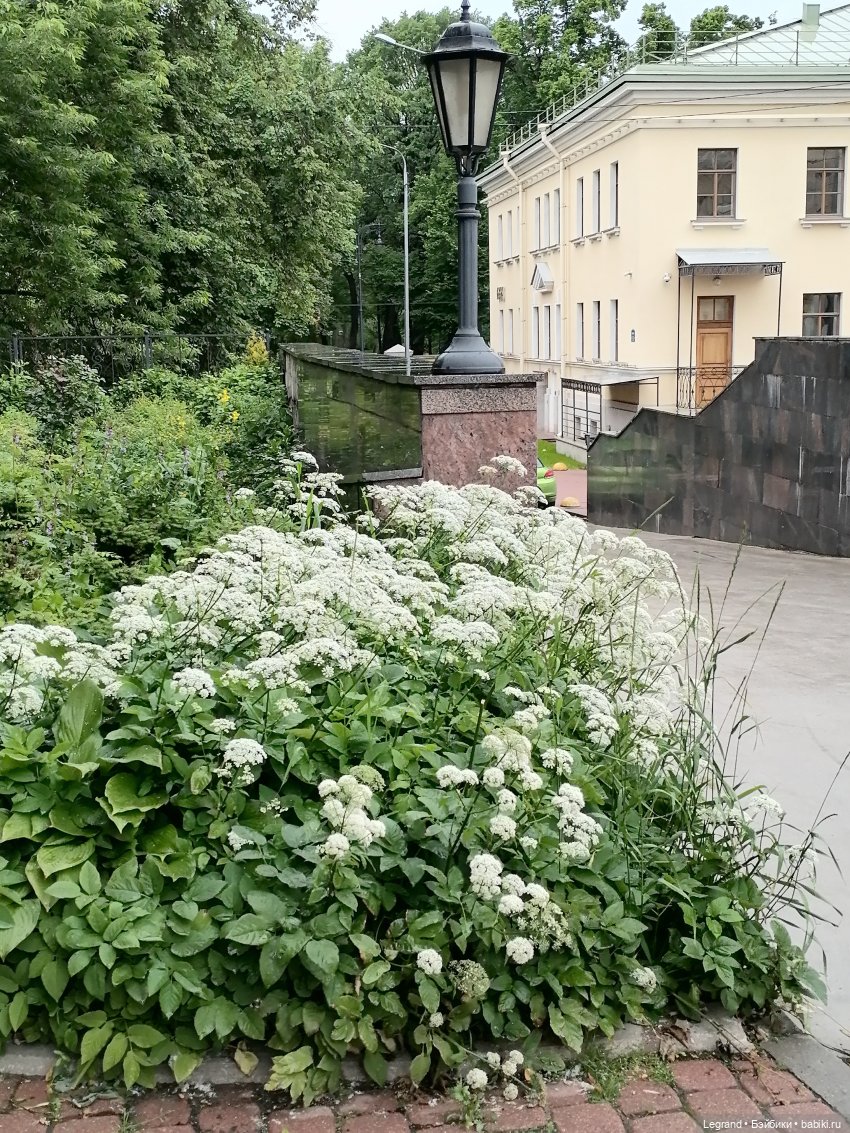 Санкт-Петербург: городские цветы и розовые фламинго - часть первая